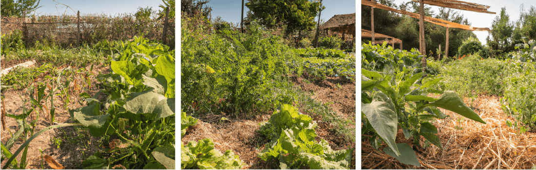 Three views of mulched vegetable crop rows