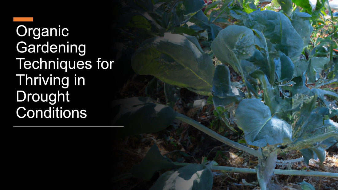 Broccoli plants growing beside a drip irrigation line