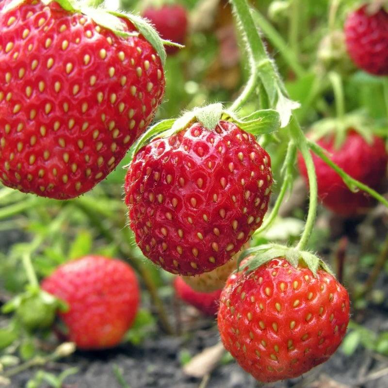 Ripe red strawberries among green leaves