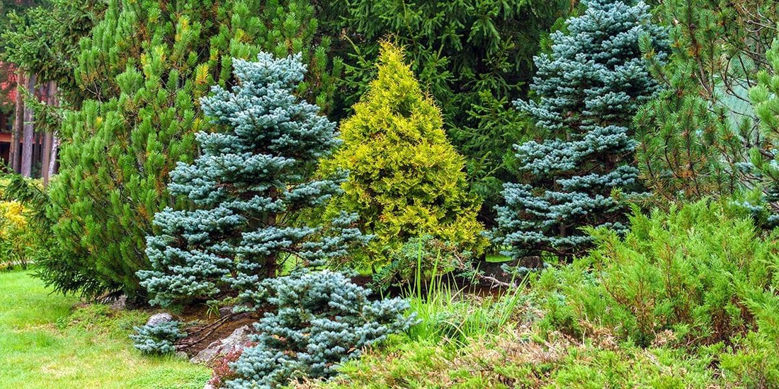Assorted evergreen conifers in a landscape