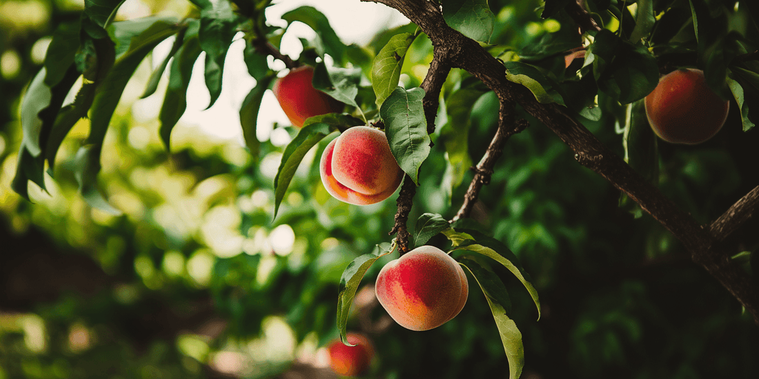 Ripe peaches hanging on a sunlit branch