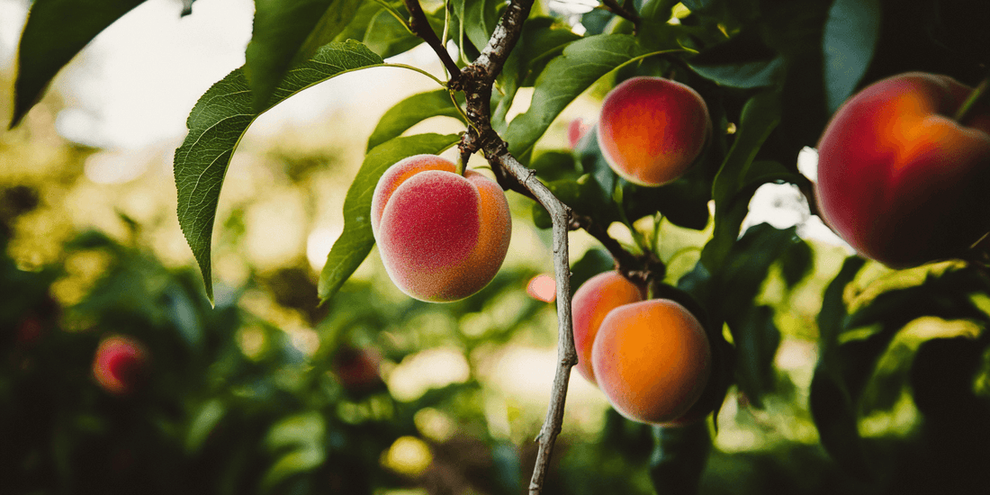 Ripe peaches hanging on a leafy tree