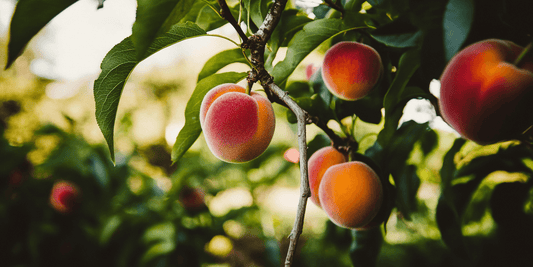 Ripe peaches hanging on a leafy tree