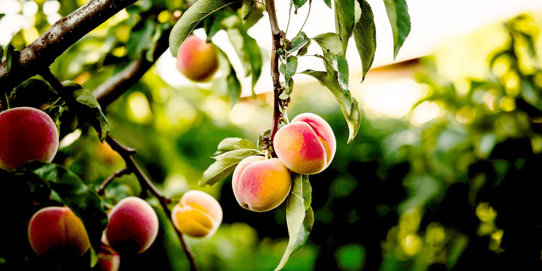 Ripe peaches hanging from tree branches