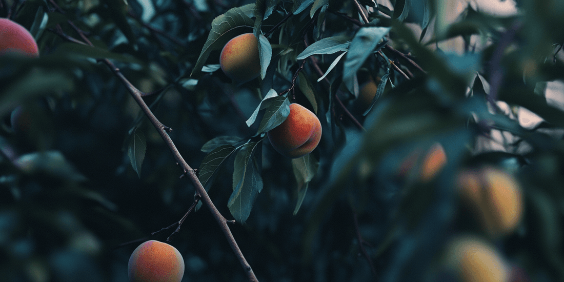 How to Keep Ants from Eating Peaches on Your Tree - Grow Organic