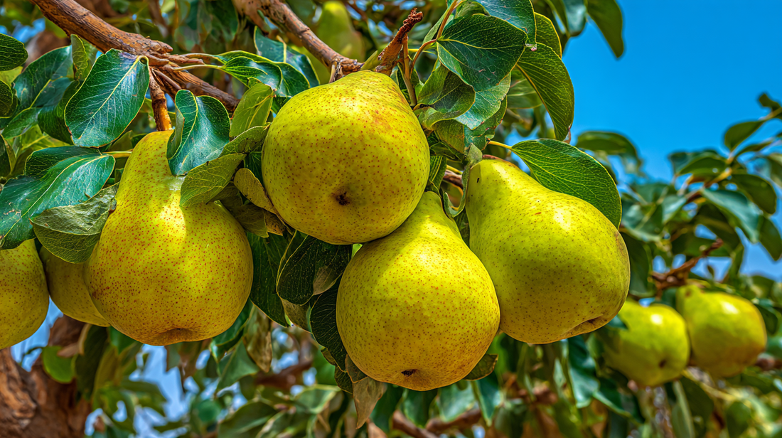 Which Mineral Amendment Fits Your Soil Type?