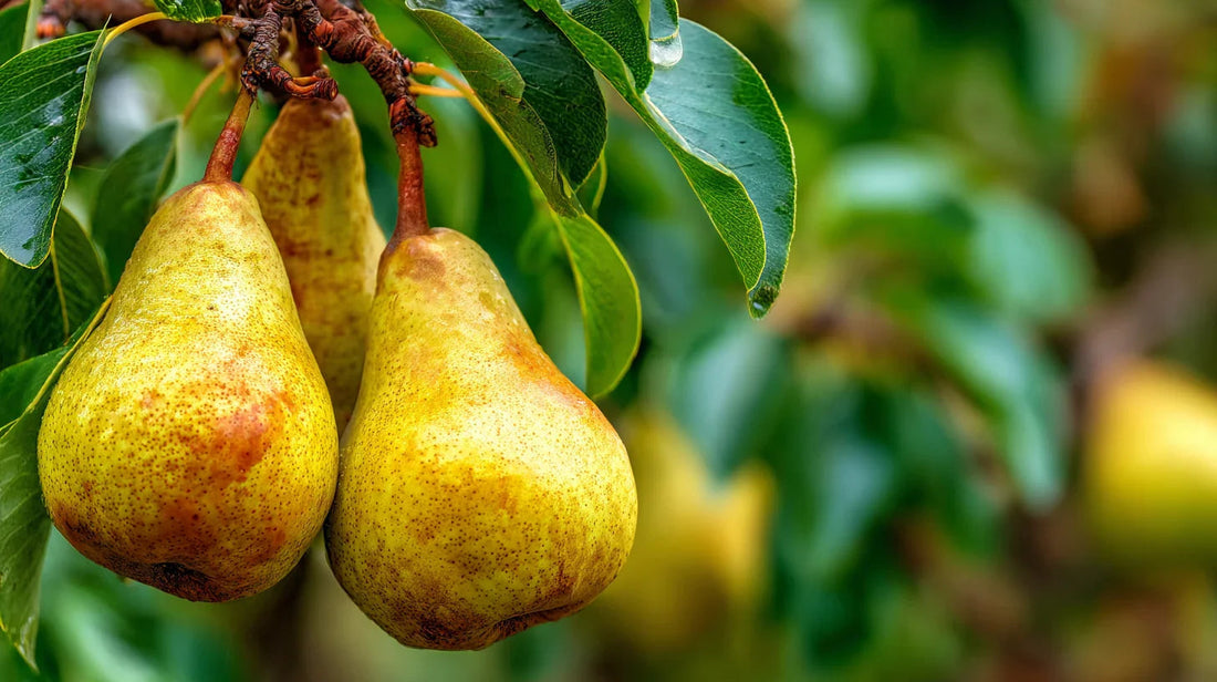 Two ripe pears hanging on a leafy tree
