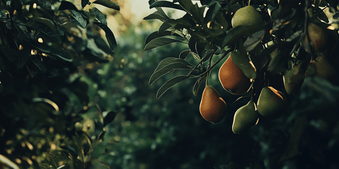Pears ripening on tree branches