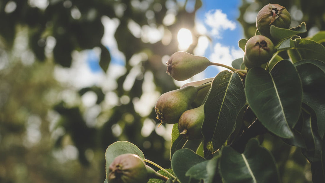 Pear Fruit Tree in Macro Shot