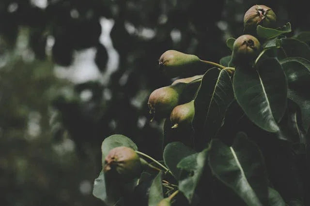 Pear Fruit Tree in Macro Shot