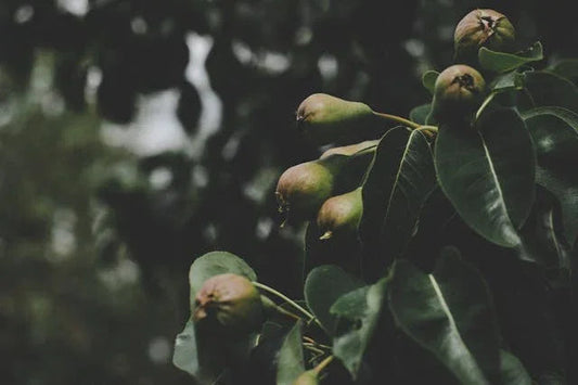 Pear Fruit Tree in Macro Shot
