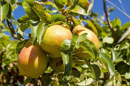 Ripe pears hanging from a leafy tree