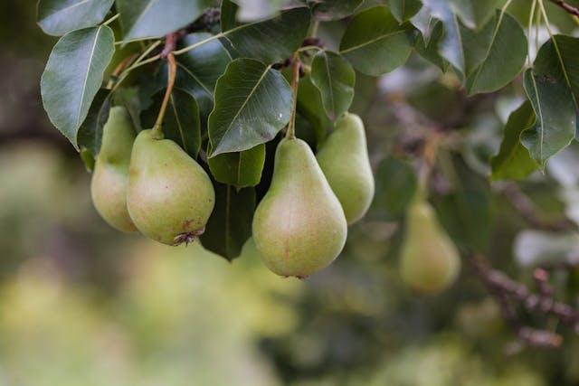 Pears developing on a tree before post-harvest ripening