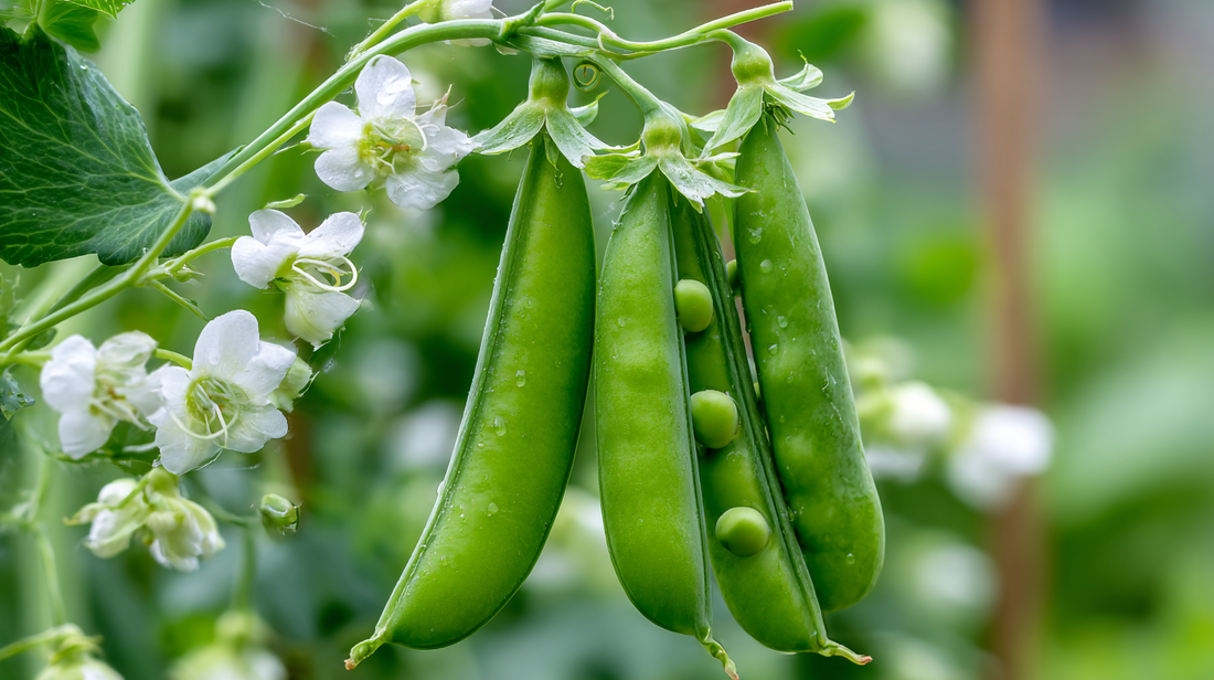 Peas as Climate-Smart Nitrogen Fixers