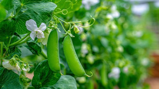 Late-Season Pea Planting