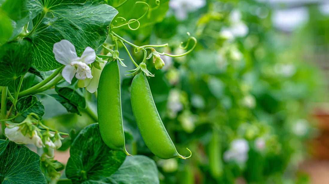 Late-season pea plants growing in a garden