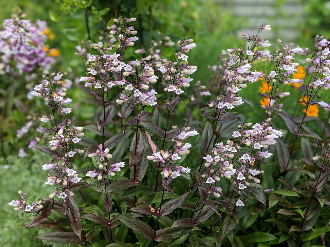 Pink and white native flowers in a garden