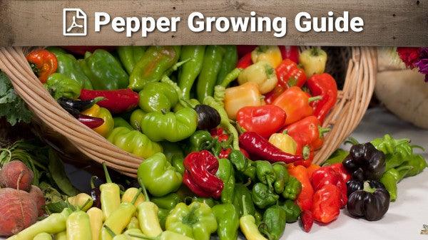 Pepper growing guide graphic over colorful peppers