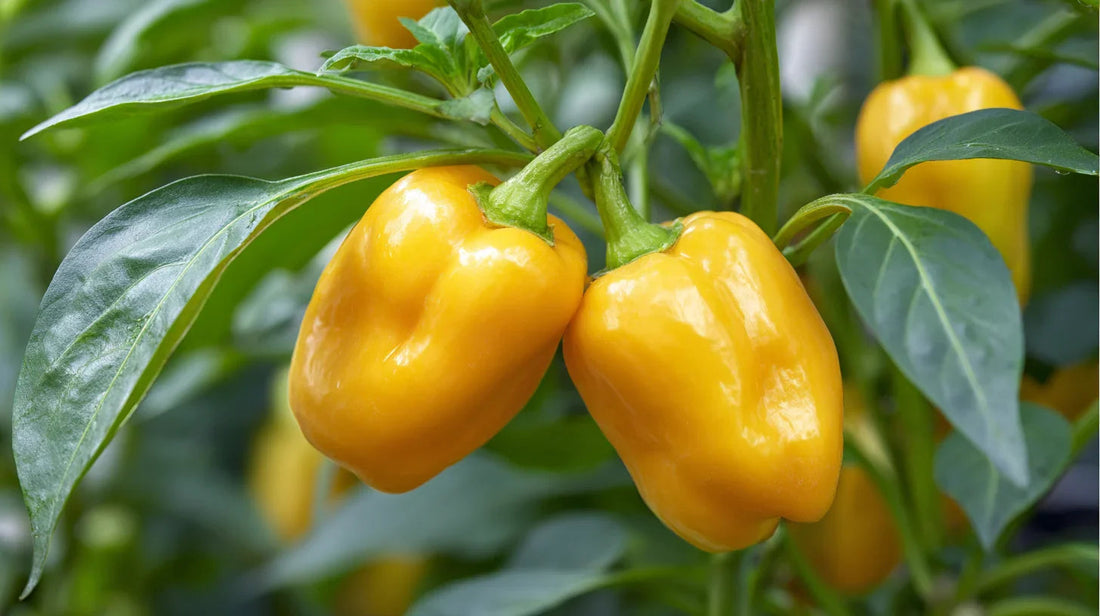 Yellow bell peppers growing on a plant