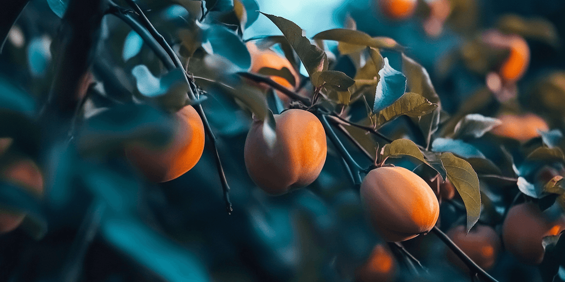American and Asian persimmons compared by fruit and tree traits