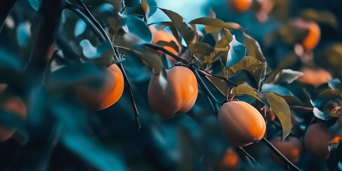 Comparing American and Asian Persimmon Varieties - Grow Organic
