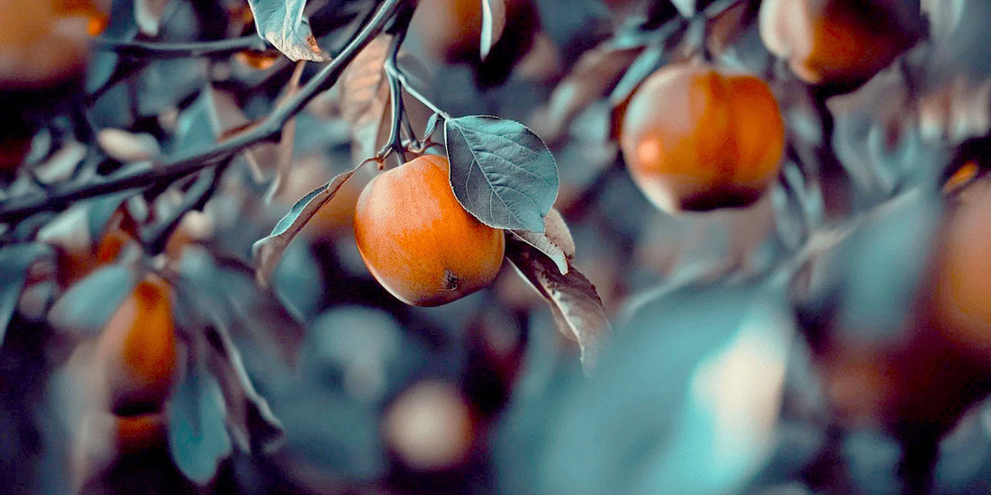 Persimmon tree growing in a sunny, well-spaced orchard site