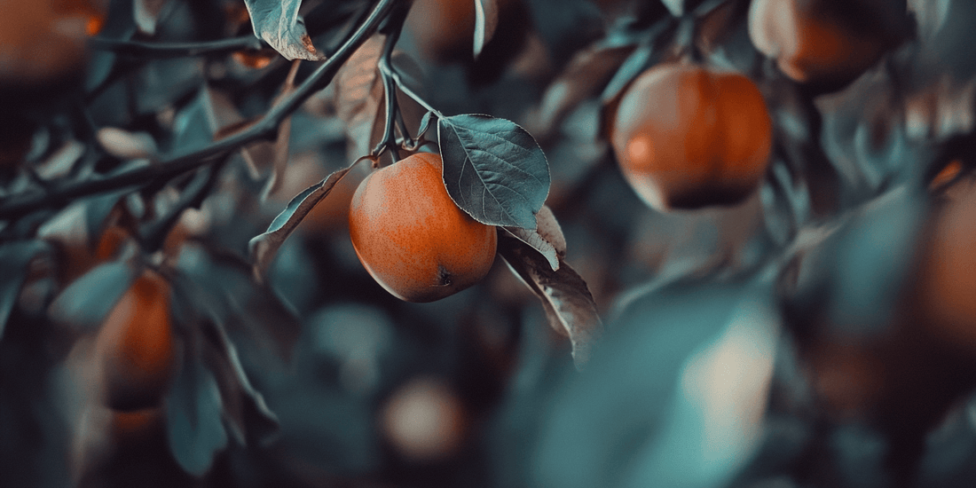 Optimal Growing Conditions for Persimmon Trees - Grow Organic