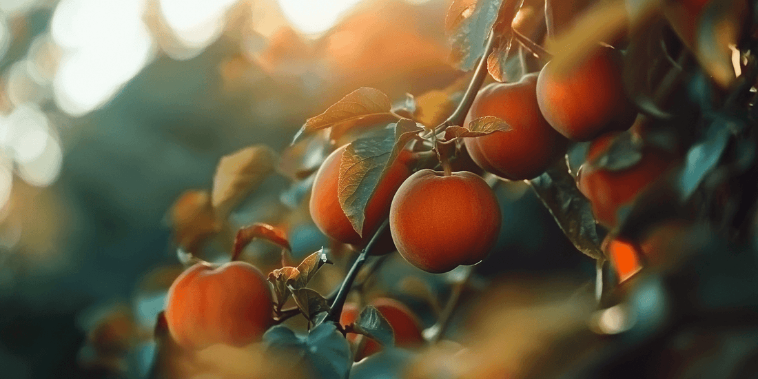 Ripe orange persimmons hanging on a branch