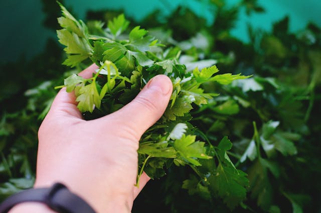 How to Grow and Harvest Parsley: A Guide for Season-Long Flavor