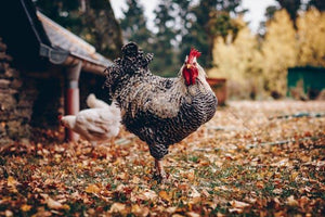 10 Essentials for a Chicken Friendly Garden: Sand for Chicken Coop and Best Material for Chicken Coop Guide
