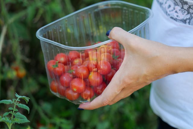 Picking Cherry Tomatoes