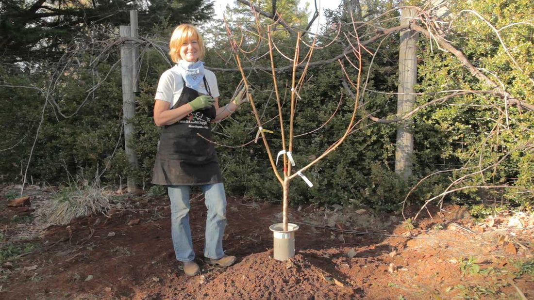 Gardener standing beside a newly planted young fruit tree in spring