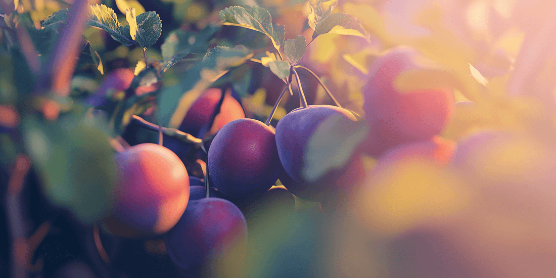 Purple plums ripening on a sunlit tree
