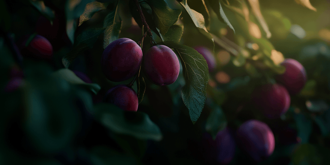 Pest and Disease Management for Plum Trees: A Guide to Healthy Growth - Grow Organic