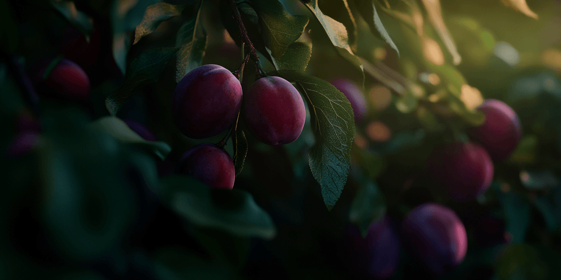 Ripe plums ready for careful hand harvesting