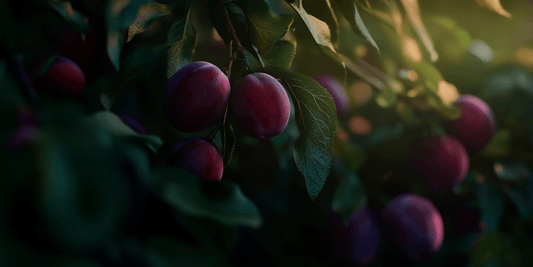 Harvesting and Using Plums: A Complete Guide - Grow Organic