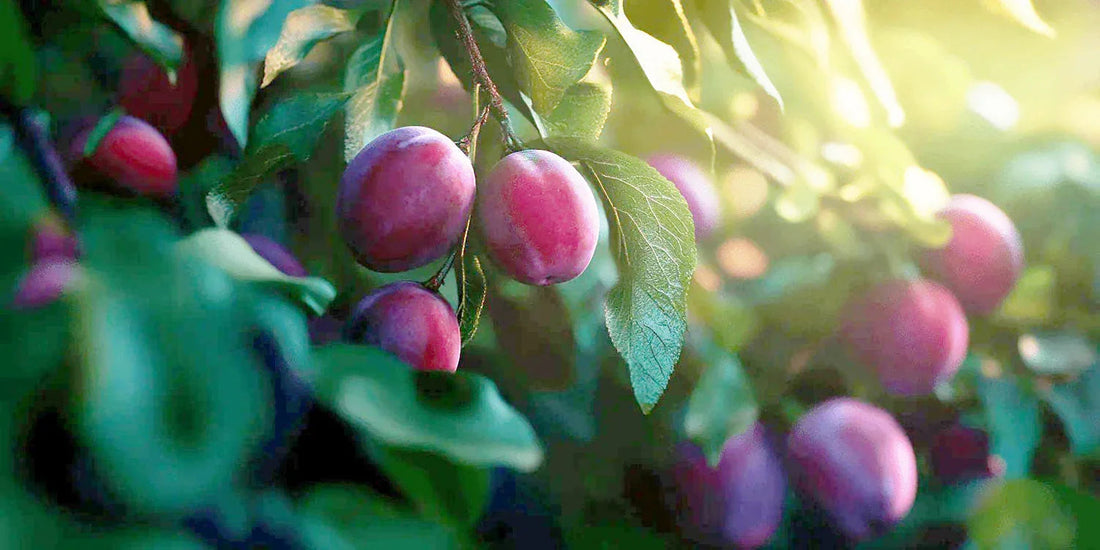 Ripe plums hanging from a leafy tree branch
