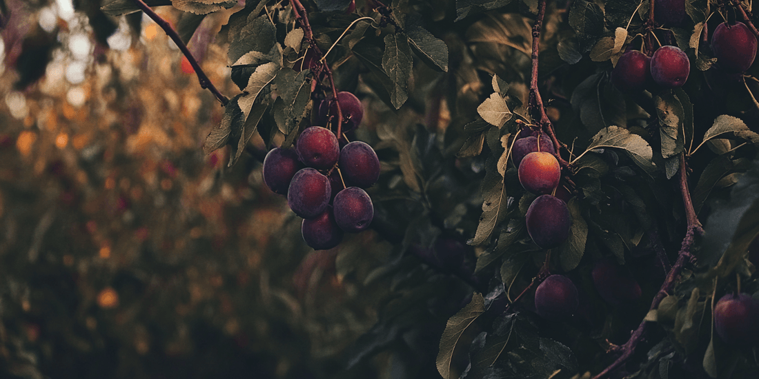 Person pruning a plum tree