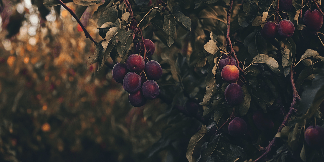 Pruning and Maintenance of Plum Trees: A Comprehensive Guide - Grow Organic