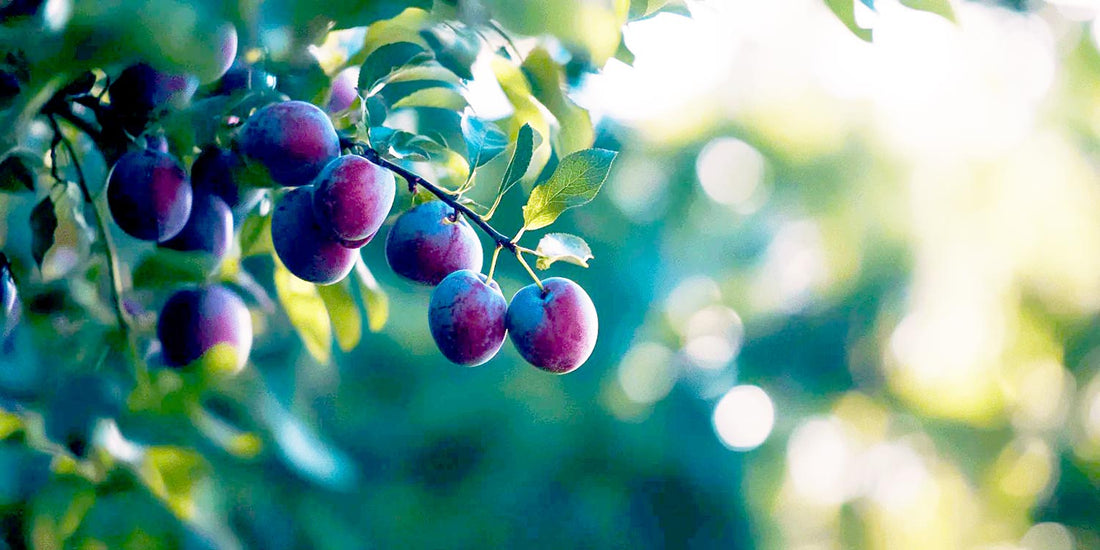 Grafting Plum Trees Guide: How to Grow Plum Trees