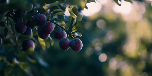 Plum Tree Propagation: A Guide to Growing and Grafting - Grow Organic