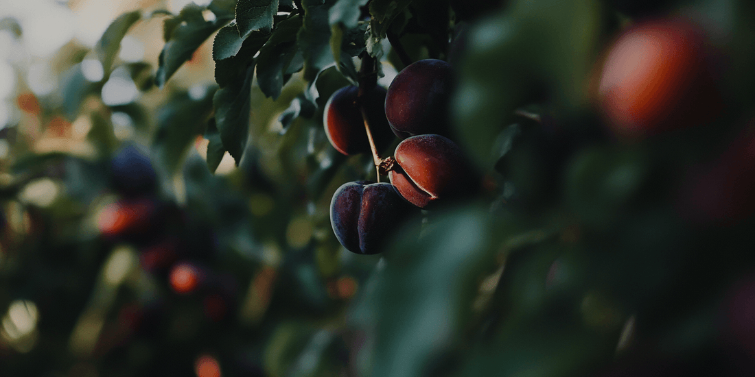 Dark plums hanging on a leafy branch