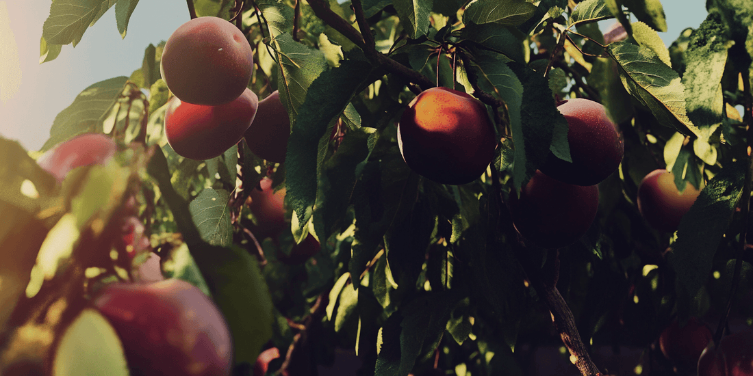 Healthy pluot fruit growing in a managed orchard