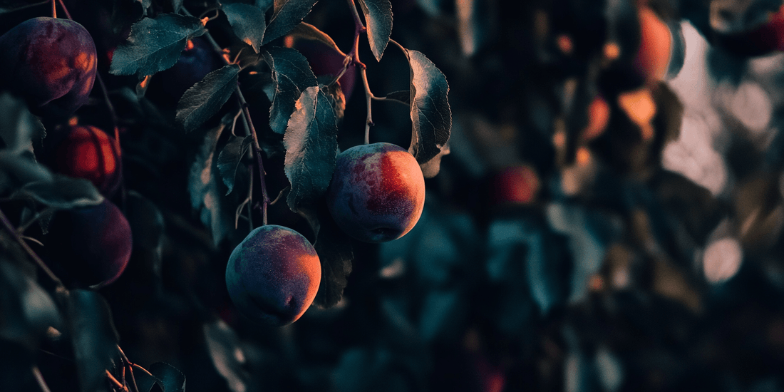 Dark plums hanging on a shaded tree