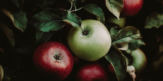 Pollinator Partners and Pairings for Apple Trees - Grow Organic