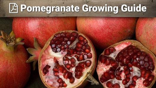 Printable pomegranate growing guide field reference