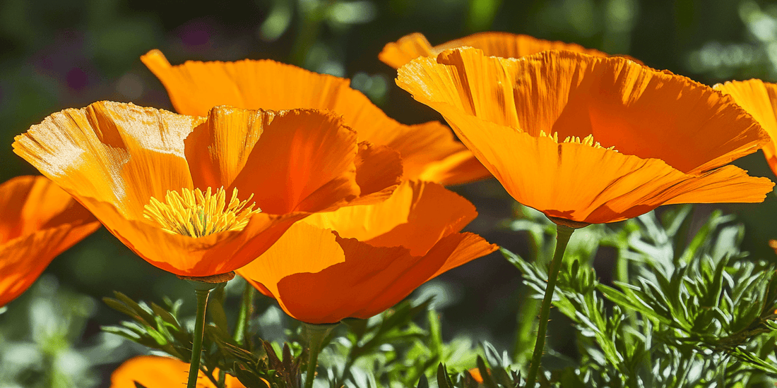 Growing Poppies: A Complete Guide - Grow Organic