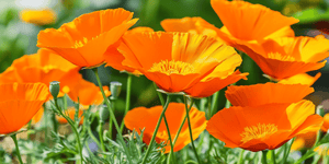 Advanced Tips for Thriving Poppies