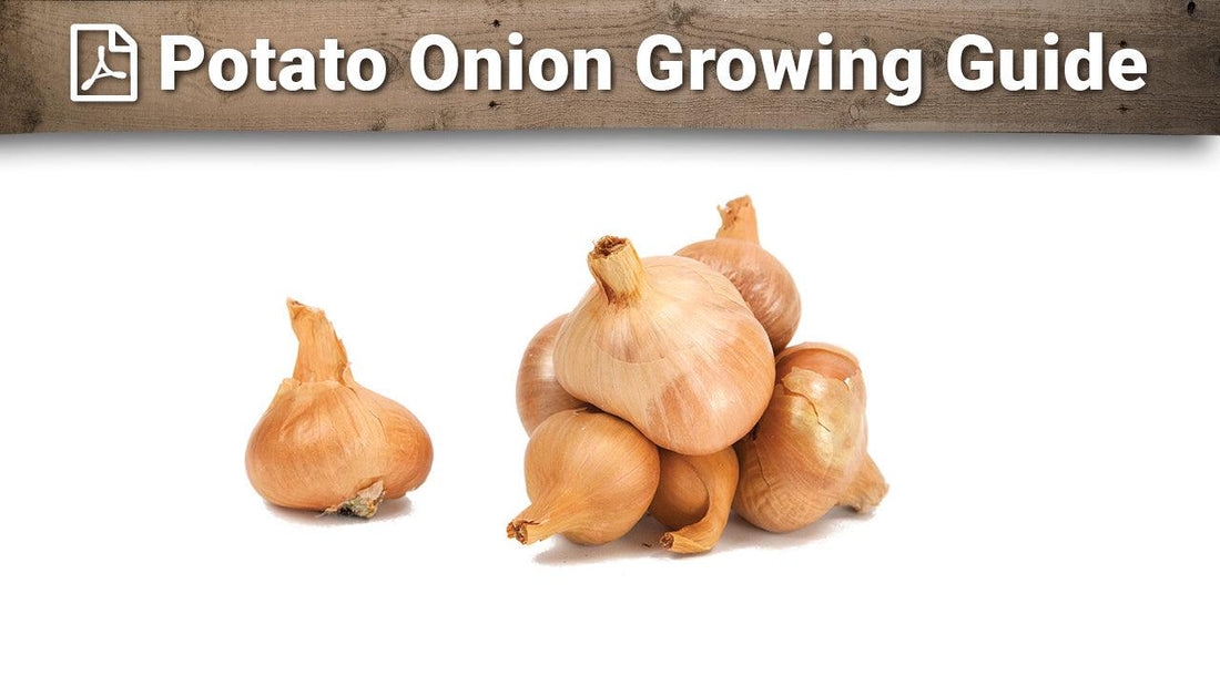 Potato onion growing guide graphic over bulbs