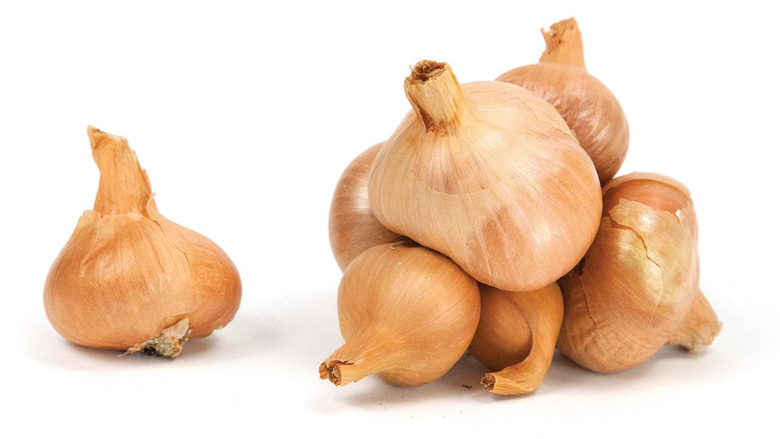 Whole potato onions on white